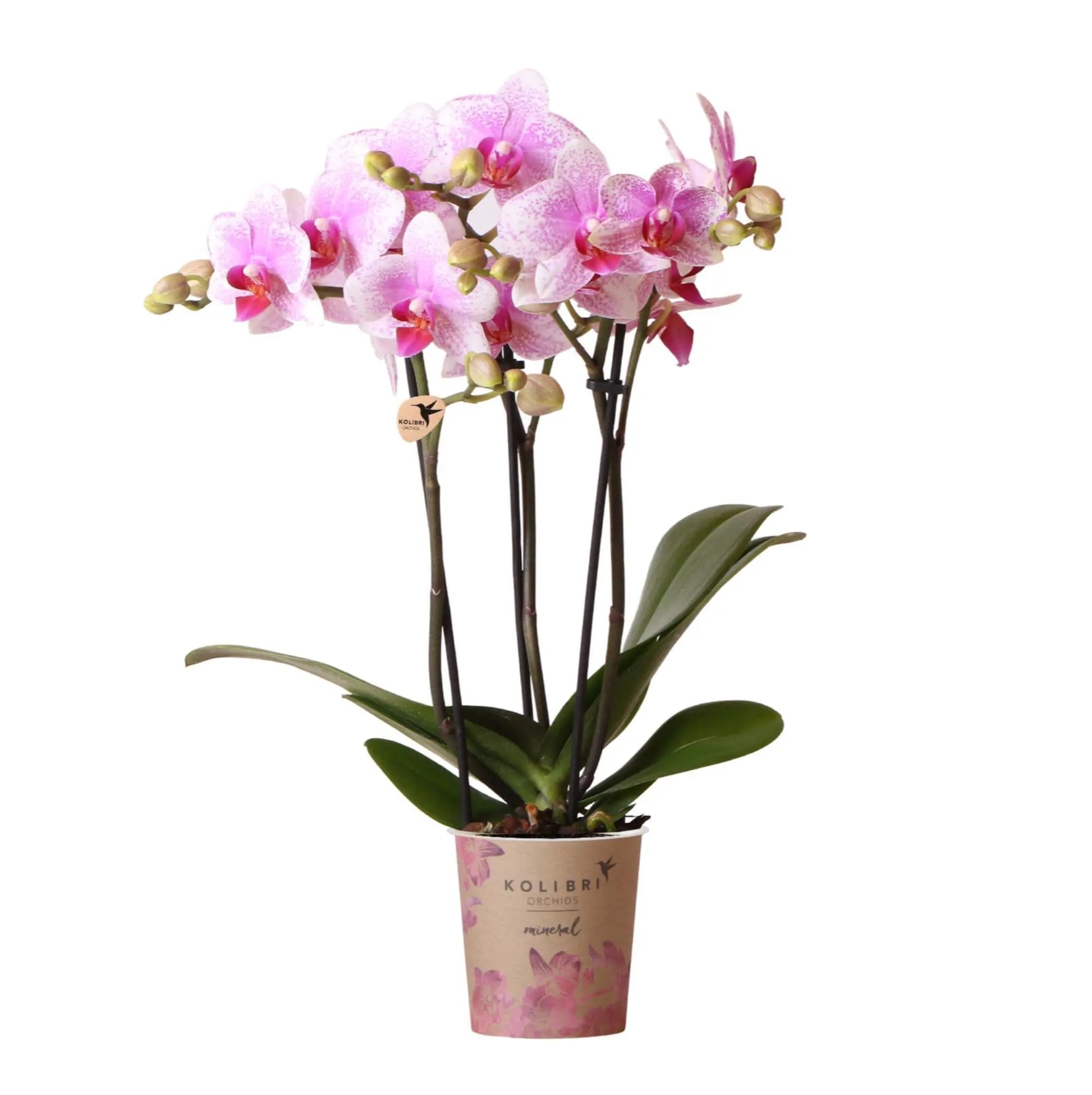 Kolibri Orchids | Roze Phalaenopsis orchidee - Mineral Rotterdam - potmaat Ø9cm | bloeiende kamerplant - vers van de kweker Everspring