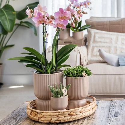 Kolibri Orchids | gele Phalaenopsis orchidee - Mexico + Diabolo pot sand - potmaat Ø9cm | bloeiende kamerplant - vers van de kweker Everspring