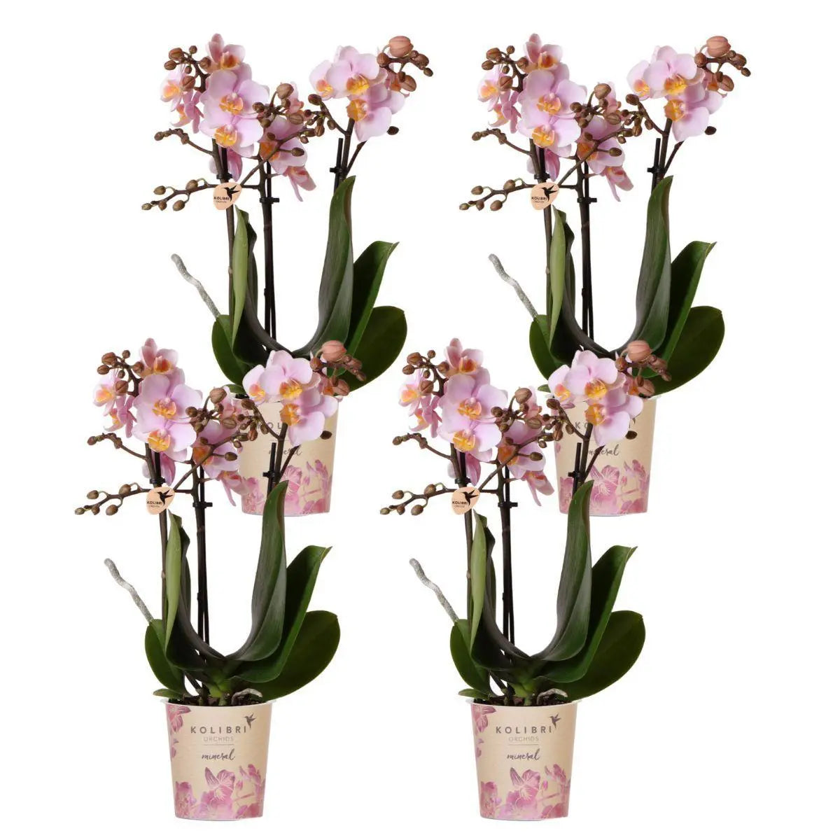 Kolibri Orchids | COMBI DEAL van 4 Roze phalaenopsis orchideeën - Andorra - potmaat Ø9cm | bloeiende kamerplant - vers van de kweker Everspring