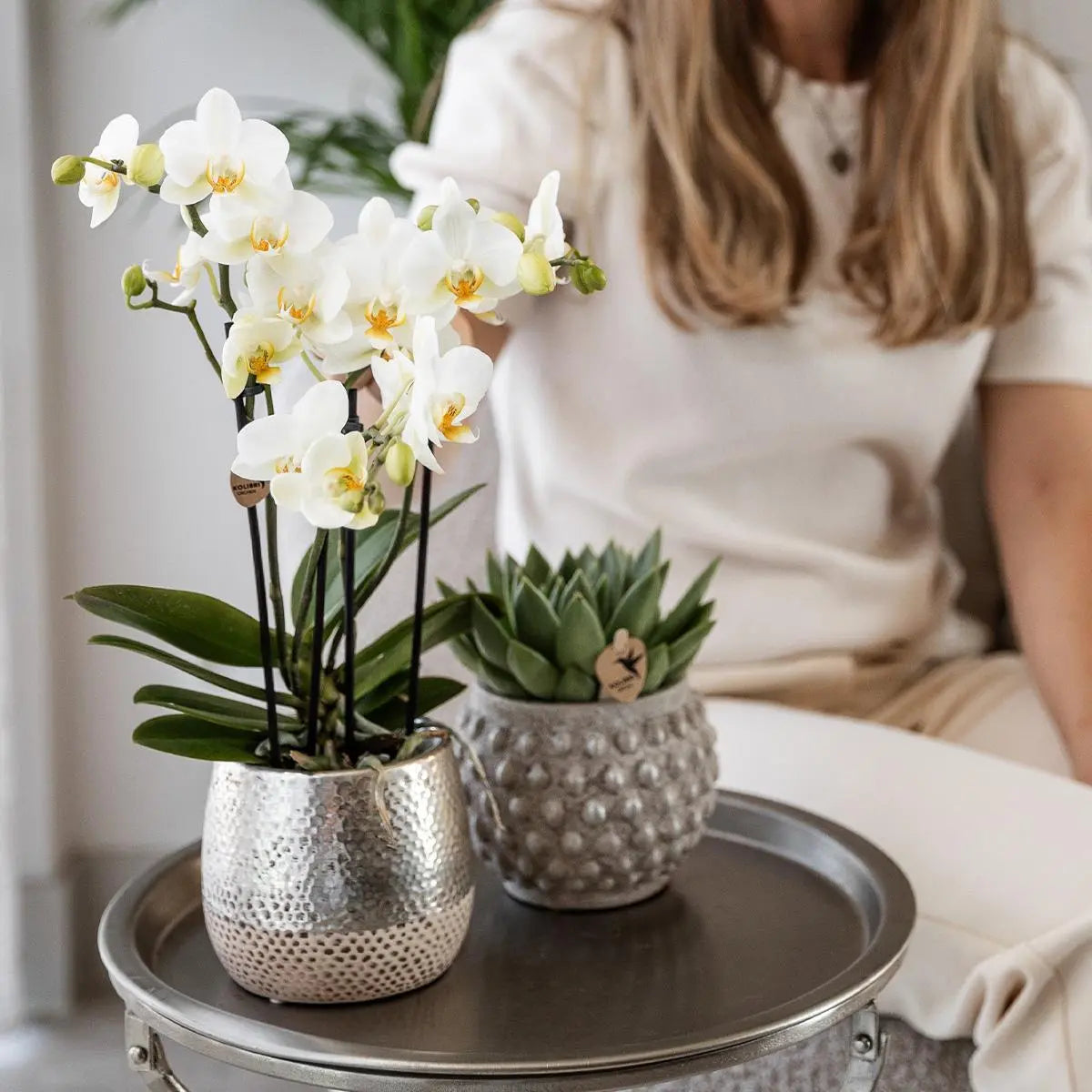 Kolibri Orchids | witte Phalaenopsis orchidee - Amabilis + Elite pot silver- potmaat Ø9cm - 35cm hoog | bloeiende kamerplant - vers van de kweker Everspring