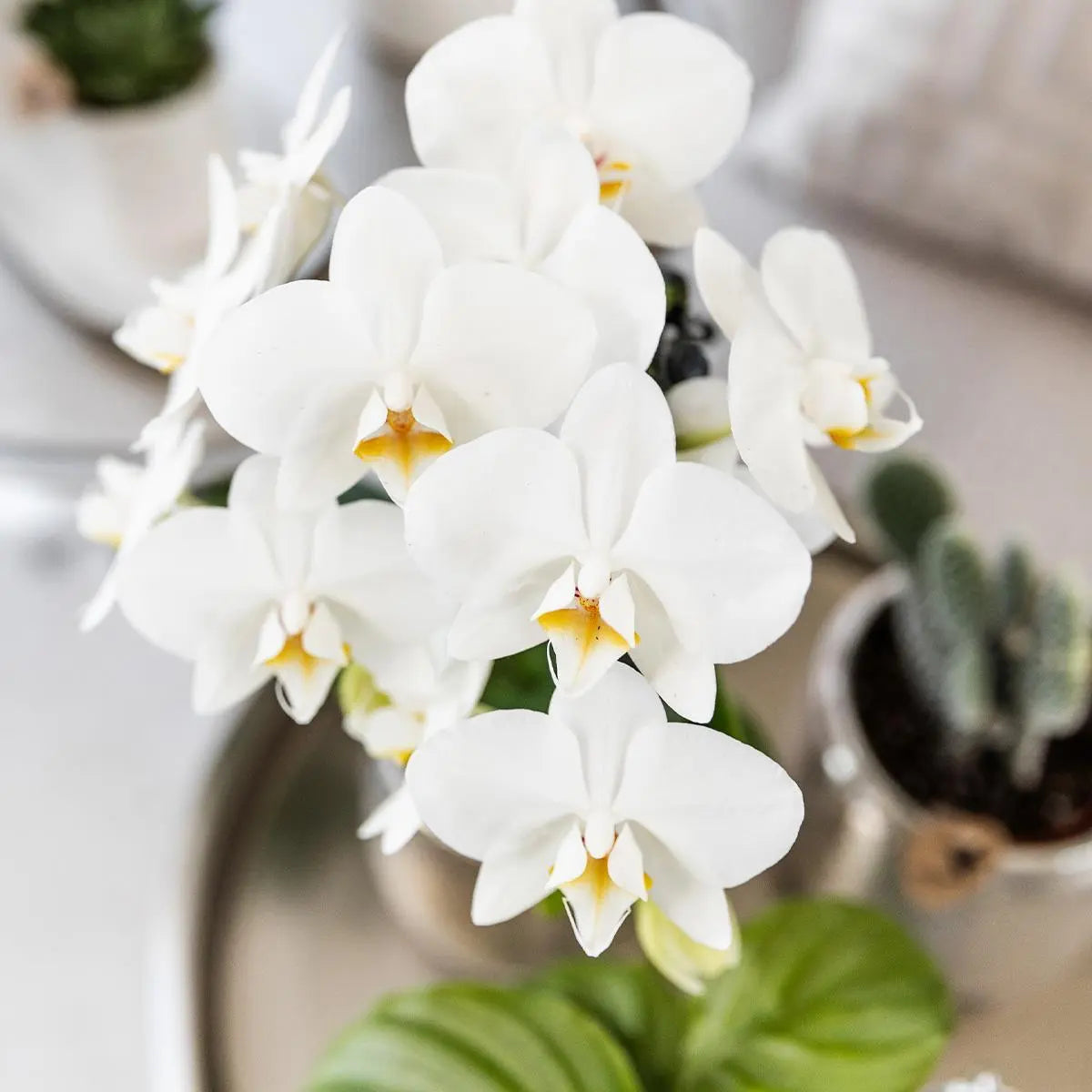 Kolibri Orchids | witte Phalaenopsis orchidee - Amabilis + Elite pot silver- potmaat Ø9cm - 35cm hoog | bloeiende kamerplant - vers van de kweker Everspring