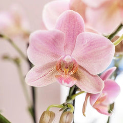 Kolibri Orchids | COMBI DEAL van 4 Phalaenopsis orchideeën - Treviso - potmaat Ø12cm | bloeiende kamerplant - vers van de kweker Everspring