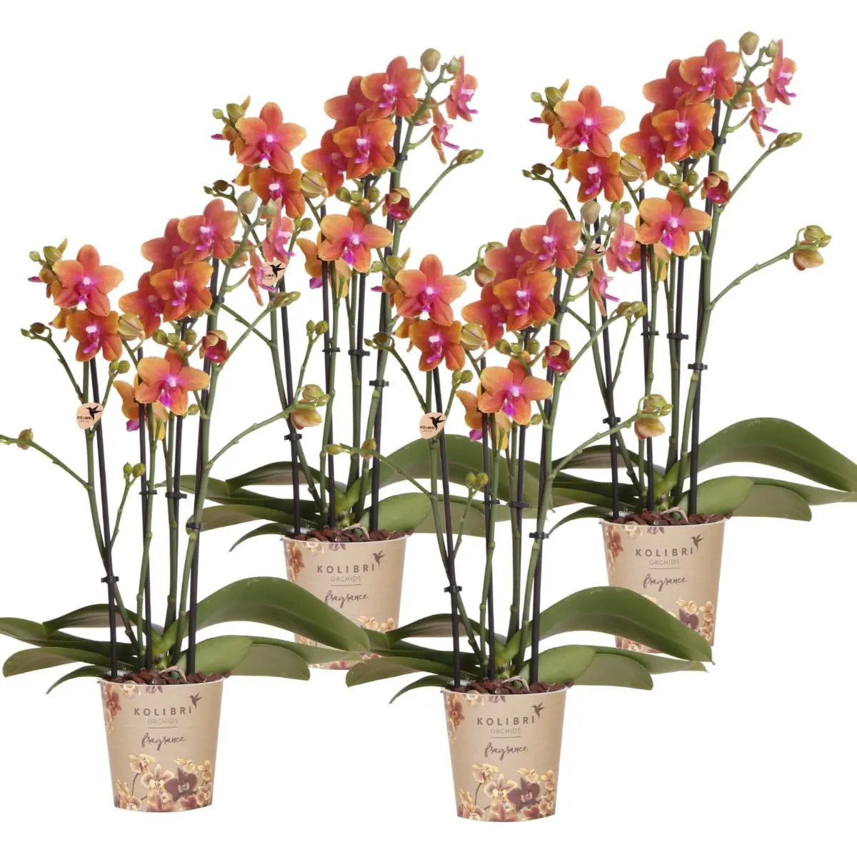 Kolibri Orchids I COMBI DEAL van 4 geurende oranje Phalaenopsis orchideeën - potmaat Ø12cm | bloeiende kamerplant - vers van de kweker Everspring