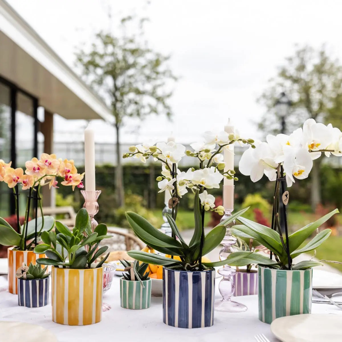 Kolibri Orchids | witte phalaenopsis orchidee Lausanne + Painted Stripe sierpot turquoise - potmaat Ø9cm | bloeiende kamerplant - vers van de kweker Everspring