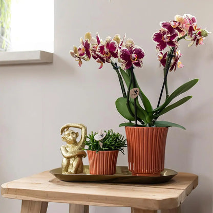 Kolibri Orchids | Plantenset Culture Cocktail terracotta small | Groene planten met Phalaenopsis orchidee in Retro terracotta sierpotten en gouden dienblad Everspring