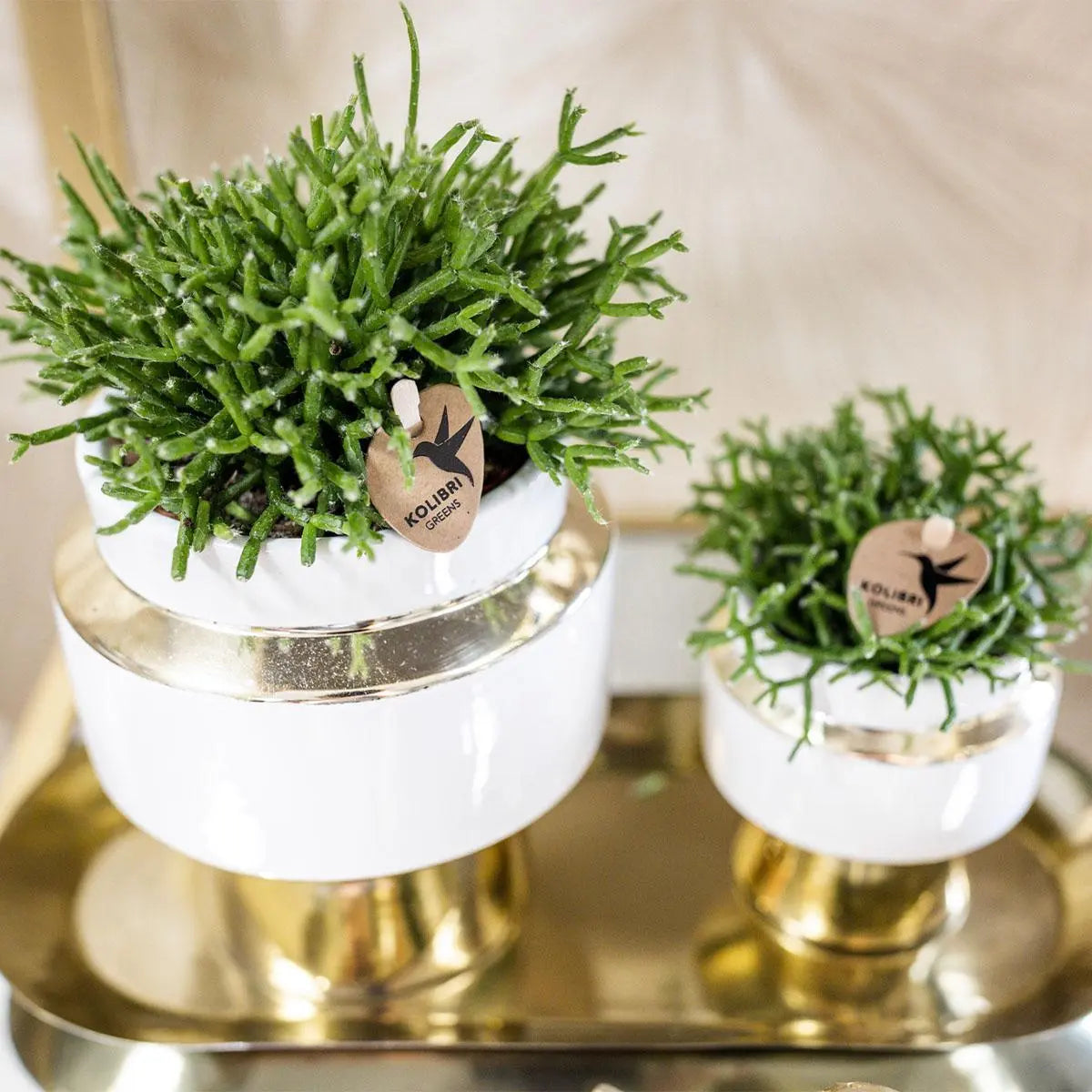 Kolibri Greens | Succulenten set van 2 planten in gouden Le Chic sierpotten - keramiek  potmaat Ø9cm Everspring