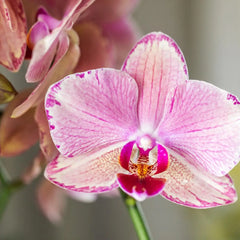 Kolibri Orchids | COMBI DEAL van 4 Phalaenopsis orchideeën - Pirate Picotee - potmaat Ø12cm | bloeiende kamerplant - vers van de kweker Everspring