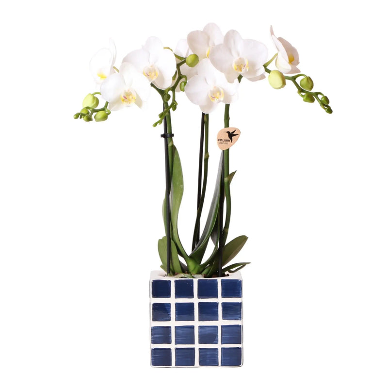 Kolibri Orchids | Witte phalaenopsis orchidee Amabilis + Mosa sierpot blauw - potmaat Ø9cm | bloeiende kamerplant - vers van de kweker Everspring