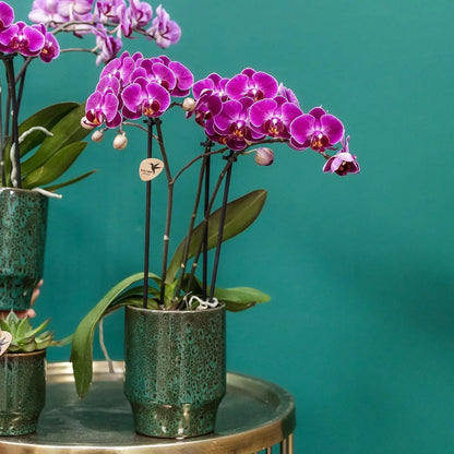 Kolibri Orchids | Paarse phalaenopsis orchidee - Morelia Classy green- potmaat Ø9cm | bloeiende kamerplant - vers van de kweker Everspring