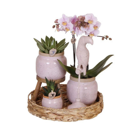 Kolibri Company | Gift set Romantic| Plantenset met roze Phalaenopsis Orchidee en Succulenten incl. keramieken sierpotten Everspring