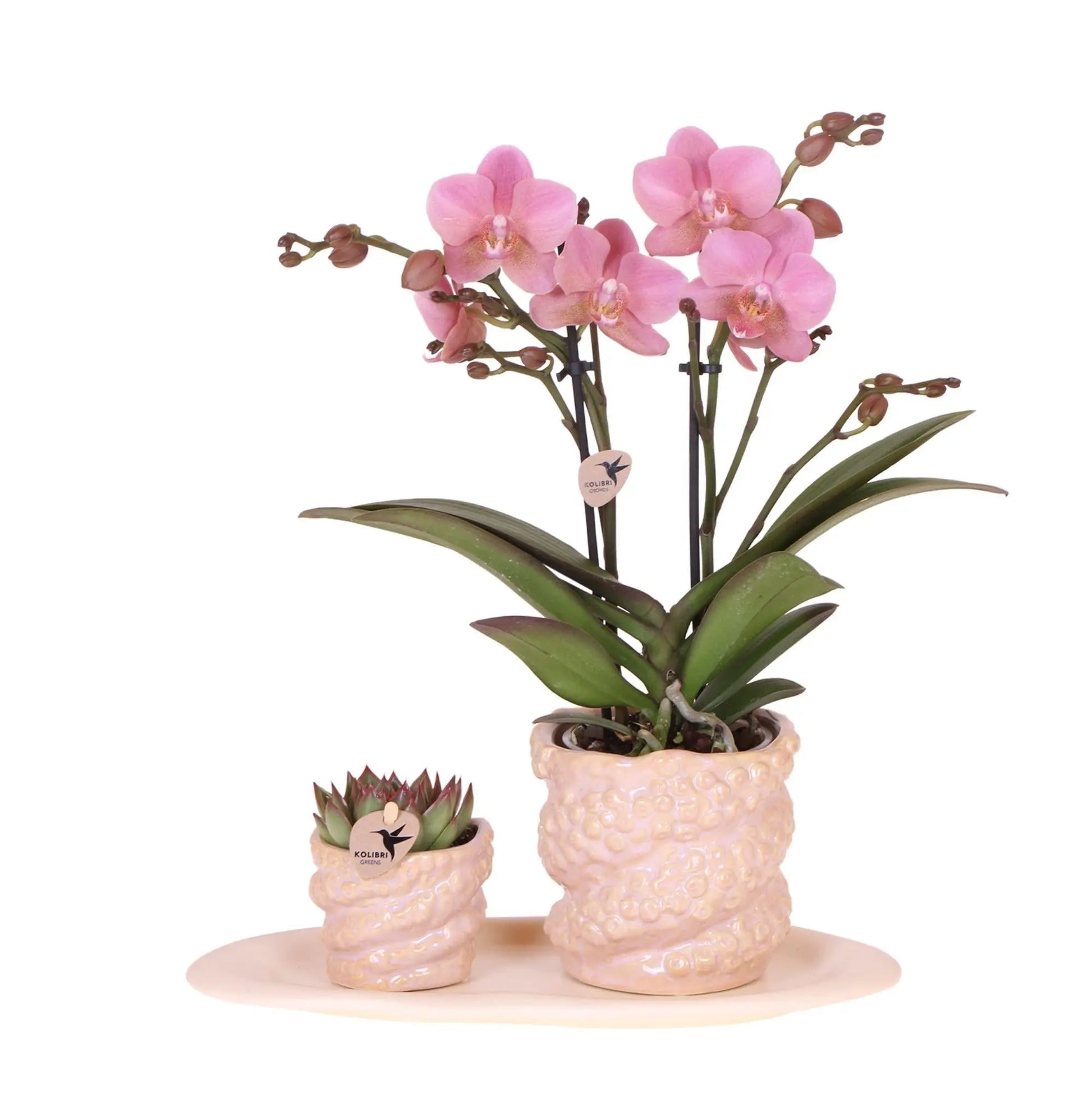 Kolibri Company | Gift set Octopus Pink small | Groene plant met oudroze Phalaenopsis orchidee in Octopus pink sierpotten op wit organisch dienblad Everspring