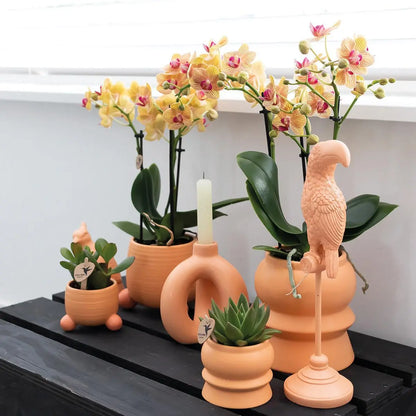 Kolibri Orchids | Oranje Phalaenopsis orchidee – Jamaica + Rolling sierpot peach – potmaat Ø9cm – 35cm hoog | bloeiende kamerplant in bloempot - vers van de kweker Everspring