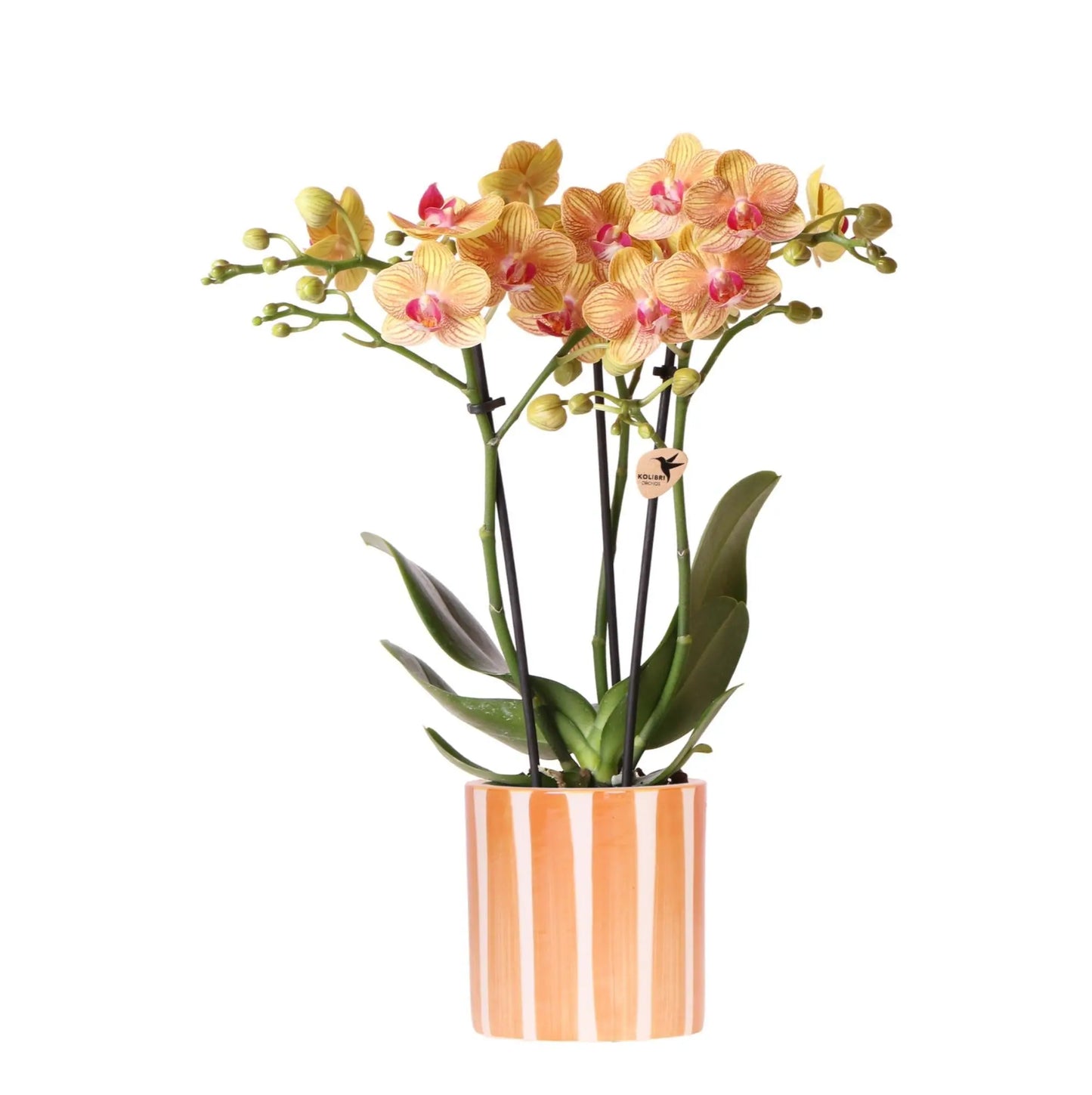 Kolibri Orchids | oranje Phalaenopsis orchidee - Jamaica + Painted Stripe pot oranje - potmaat Ø9cm | bloeiende kamerplant - vers van de kweker Everspring