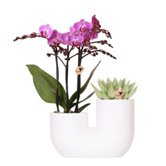 Kolibri Orchids | Set van roze orchidee Vienna en succulent in Tube sierpot wit - potmaat Ø9cm | bloeiende kamerplant - vers van de kweker Everspring