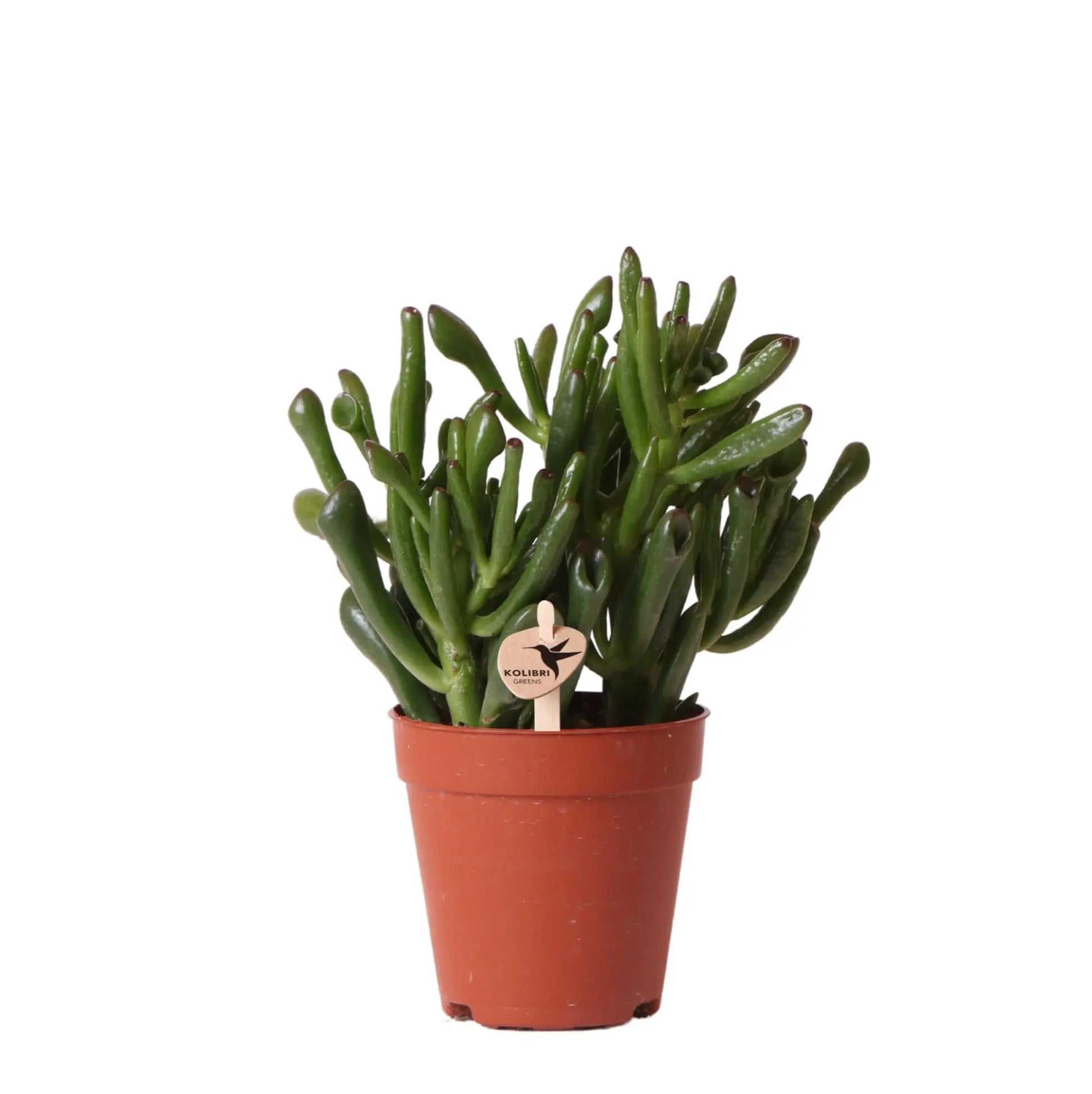 Kolibri Greens | Groene plant - Succulent Crassula Hobbit -  groene kamerplant - vers van de kweker - Ø9cm Everspring