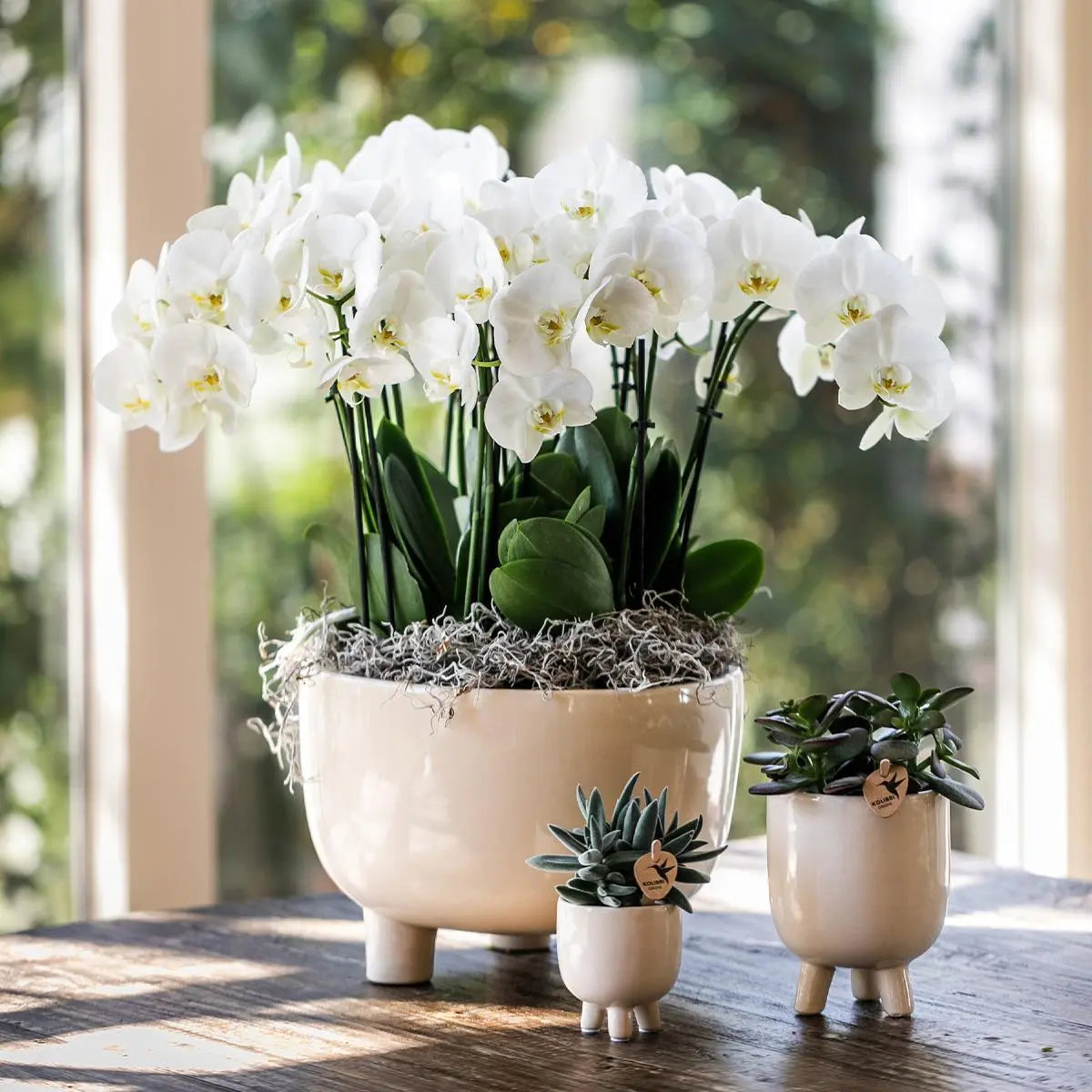 Kolibri Orchids | Rode Phalaenopsis orchidee – Congo + Gummy pot travertine – potmaat Ø9cm – 40cm hoog | bloeiende kamerplant in bloempot - vers van de kweker Everspring