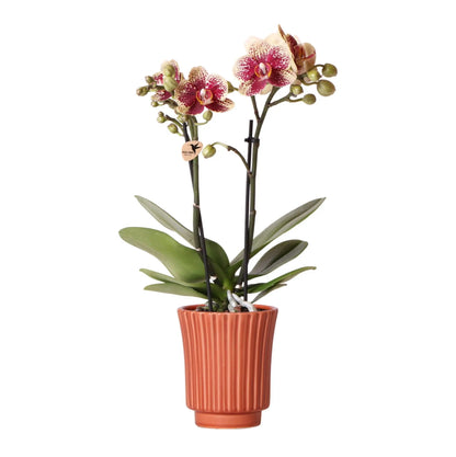 Kolibri Orchids | Geel rode phalaenopsis orchidee - Spain in Retro sierpot terracotta - potmaat Ø9cm - 40cm hoog | bloeiende kamerplant - vers van de kweker Everspring