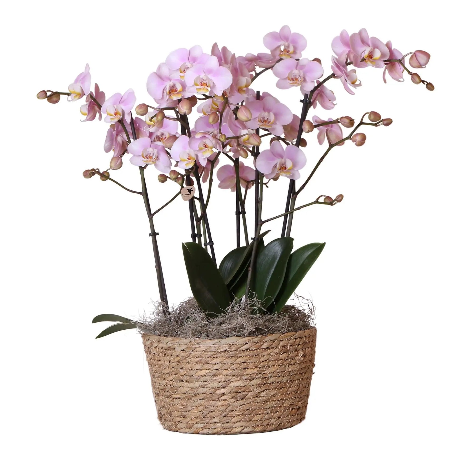 Kolibri Orchids | Complete Orchideeën set in Reed Basket | drie Kikkion orchideeën in rieten schaal incl. watergeefsysteem - Ø30cm Everspring