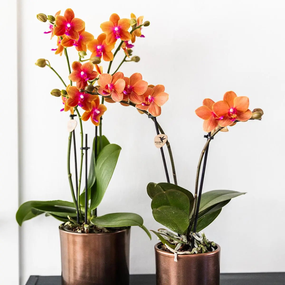 Kolibri Orchids I COMBI DEAL van 4 geurende oranje Phalaenopsis orchideeën - potmaat Ø12cm | bloeiende kamerplant - vers van de kweker Everspring