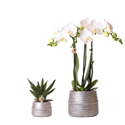 Kolibri Company - Planten set Groove zilver | Set met witte Phalaenopsis orchidee Amabilis Ø9cm en groene plant Succulent Aloe Brevifolia Ø6cm  | incl. zilver keramieken sierpotten Everspring