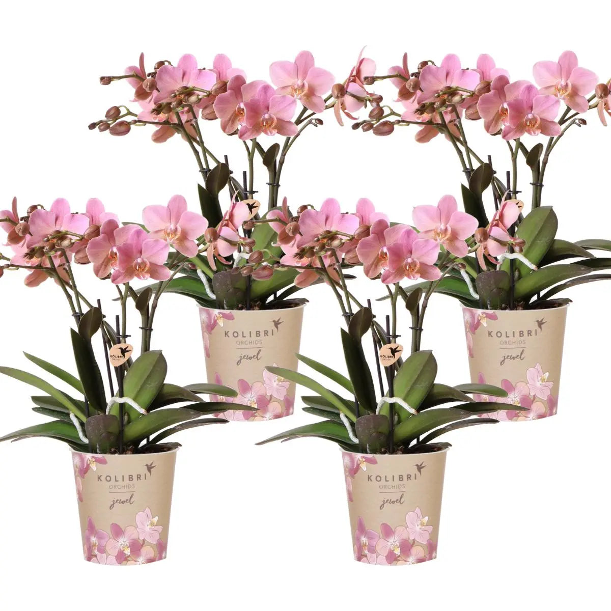 Kolibri Orchids | COMBI DEAL van 4 Phalaenopsis orchideeën - Treviso - potmaat Ø12cm | bloeiende kamerplant - vers van de kweker Everspring