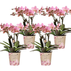 Kolibri Orchids | COMBI DEAL van 4 Phalaenopsis orchideeën - Treviso - potmaat Ø12cm | bloeiende kamerplant - vers van de kweker Everspring