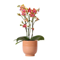 Kolibri Orchids | Oranje geurende phalaenopsis orchidee in cognac kleurige Glazed sierpot - potmaat Ø12cm Everspring