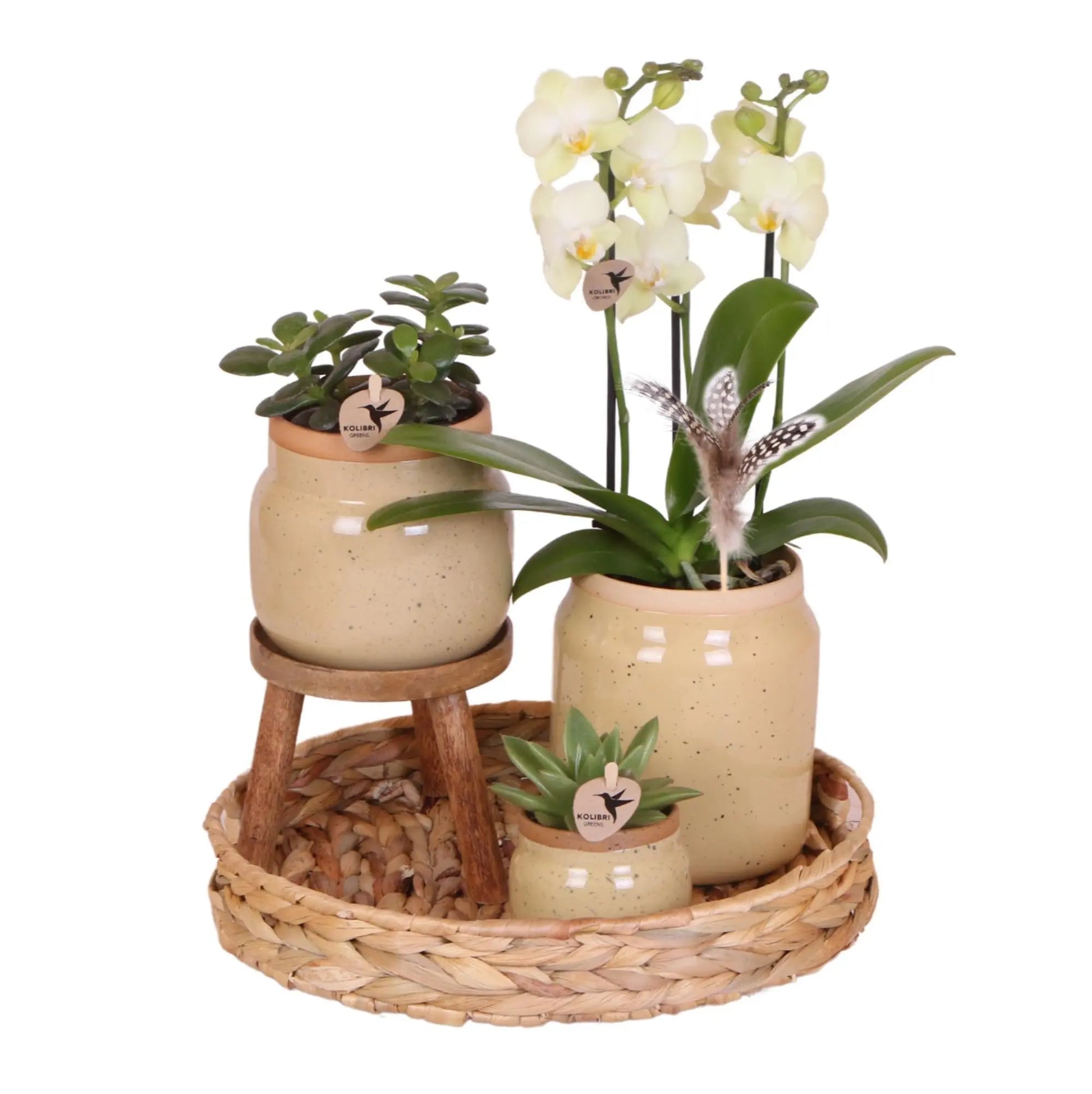 Kolibri Orchids | Groene planten met gele Phalaenopsis orchidee in Vintage khaki sierpotten en hyacinth dienblad Everspring