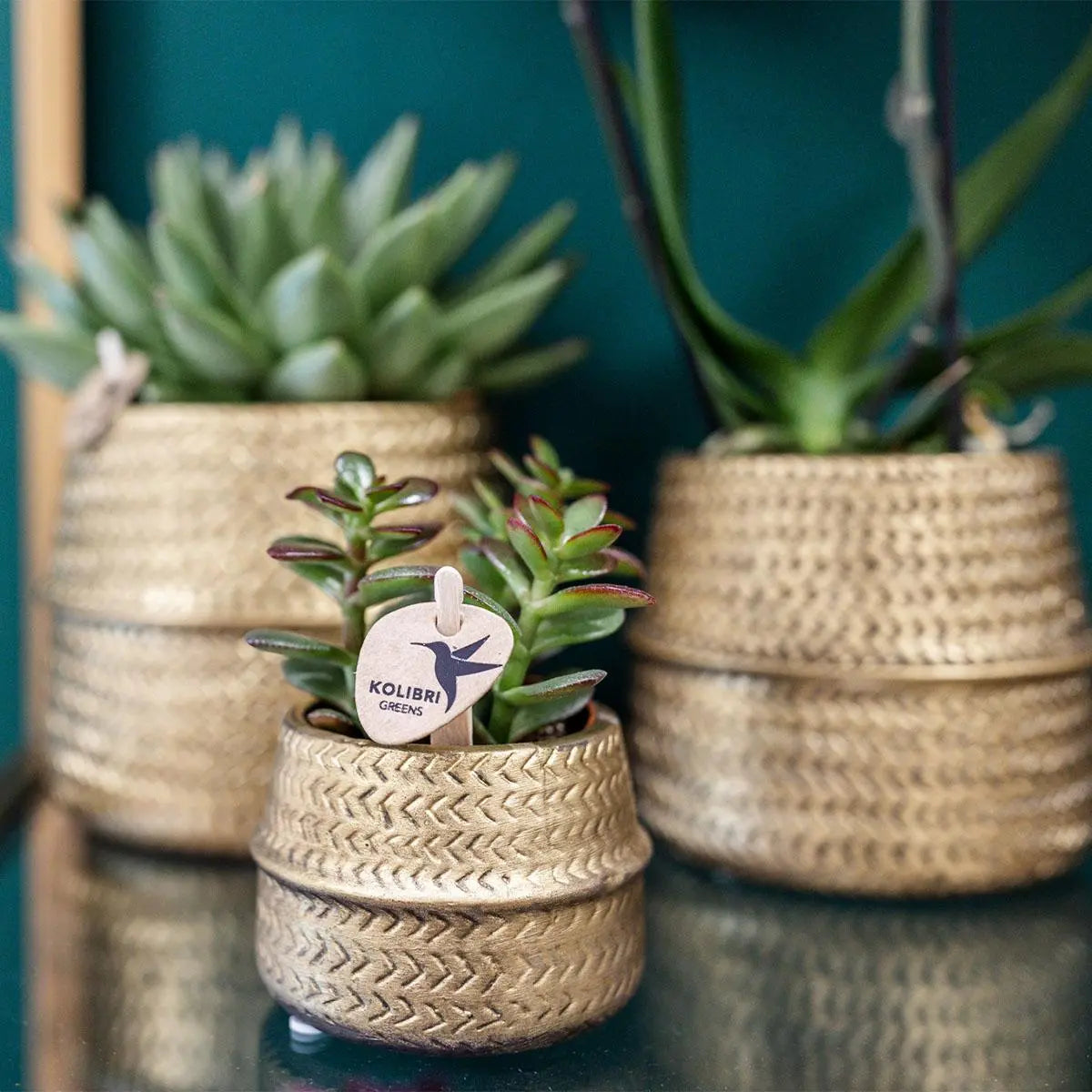 Kolibri Greens | Succulenten set van 2 planten in gouden groove sierpotten - keramiek  potmaat Ø9cm Everspring