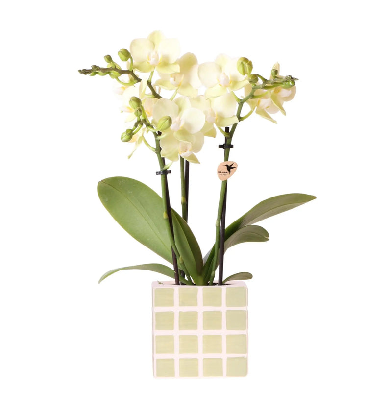 Kolibri Orchids | Gele phalaenopsis orchidee Mexico + Mosa sierpot groen - potmaat Ø9cm | bloeiende kamerplant - vers van de kweker Everspring