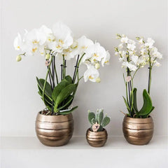 Kolibri Company | Gift set Home Hub | Plantenset met Phalaenopsis Orchidee en Succulenten incl. keramieken sierpotten Everspring