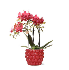 Kolibri Orchids | rode Phalaenopsis orchidee – Congo + Berry sierpot – potmaat Ø9cm – 40cm hoog | bloeiende kamerplant in bloempot - vers van de kweker Everspring