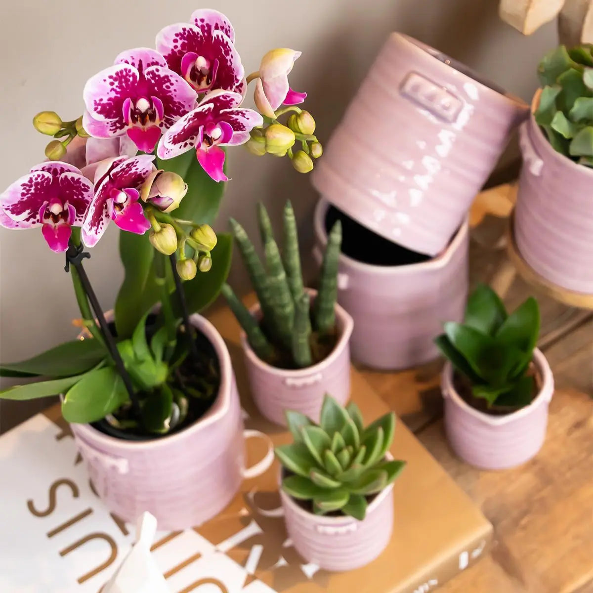 Kolibri Orchids | Roze paarse phalaenopsis orchidee - El Salvador - potmaat Ø9cm | bloeiende kamerplant - vers van de kweker Everspring