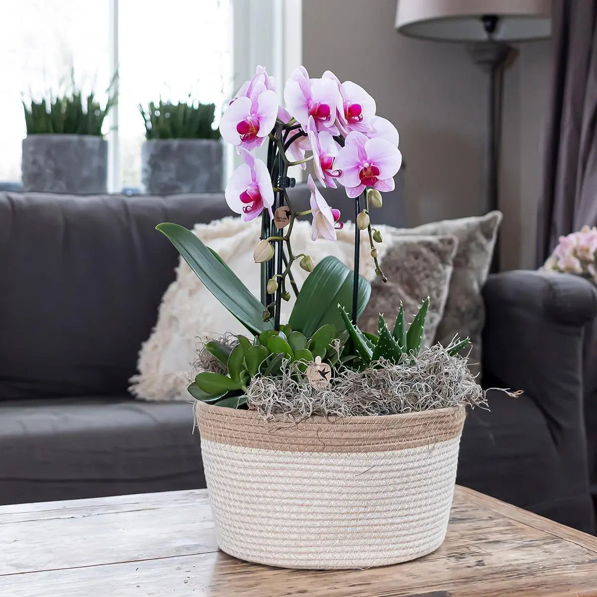 Kolibri Orchids | roze Phalaenopsis orchidee - Niagara Fall  - potmaat Ø12cm | bloeiende kamerplant - vers van de kweker Everspring