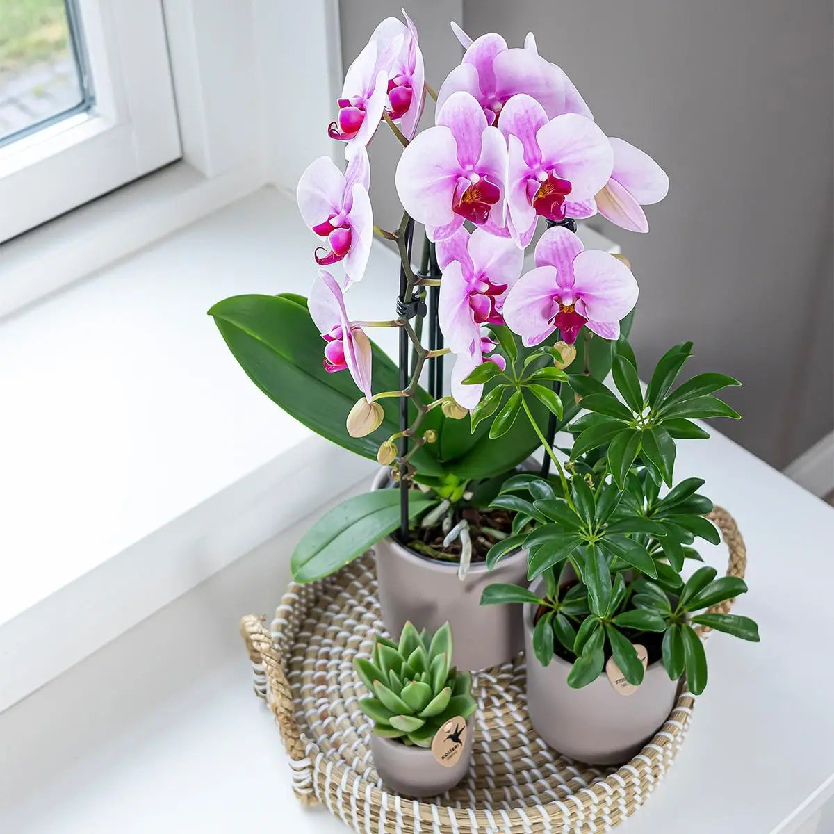 Kolibri Orchids | roze Phalaenopsis orchidee - Niagara Fall  - potmaat Ø12cm | bloeiende kamerplant - vers van de kweker Everspring