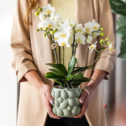 Kolibri Orchids | gele Phalaenopsis orchidee – Mexico + Citrus sierpot green – potmaat Ø9cm – 40cm hoog | bloeiende kamerplant in bloempot - vers van de kweker Everspring