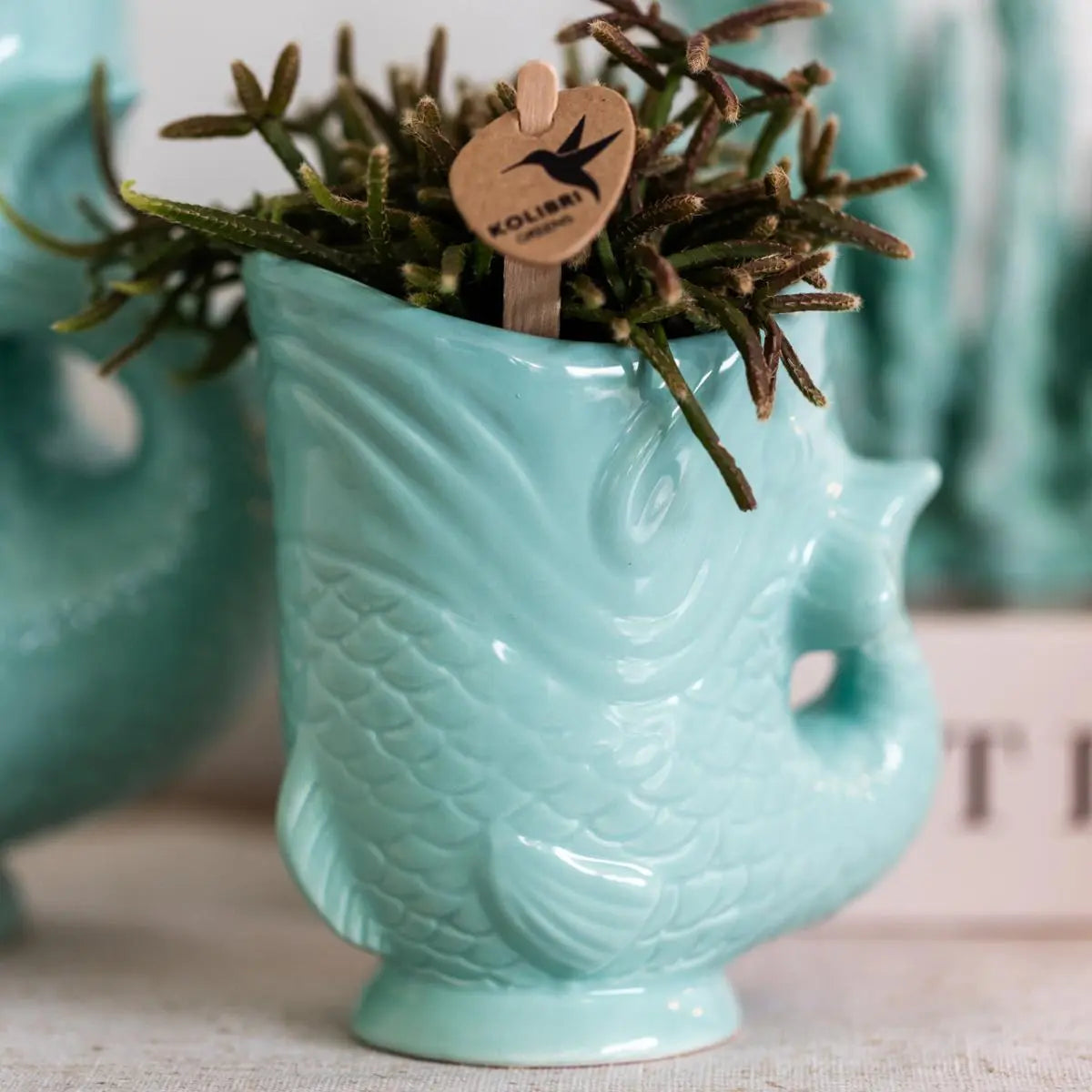 Kolibri Orchids | Planten set Fish Turquoise | Set met witte Phalaenopsis orchidee Amabilis Ø9cm en groene plant Succulent Crassula Hobbit Ø6cm | incl. turquoise keramieken sierpotten Everspring