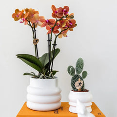 Kolibri Orchids | Oranje Phalaenopsis orchidee - Mineral Bolzano + Bubble pot white - potmaat Ø9cm | bloeiende kamerplant - vers van de kweker Everspring