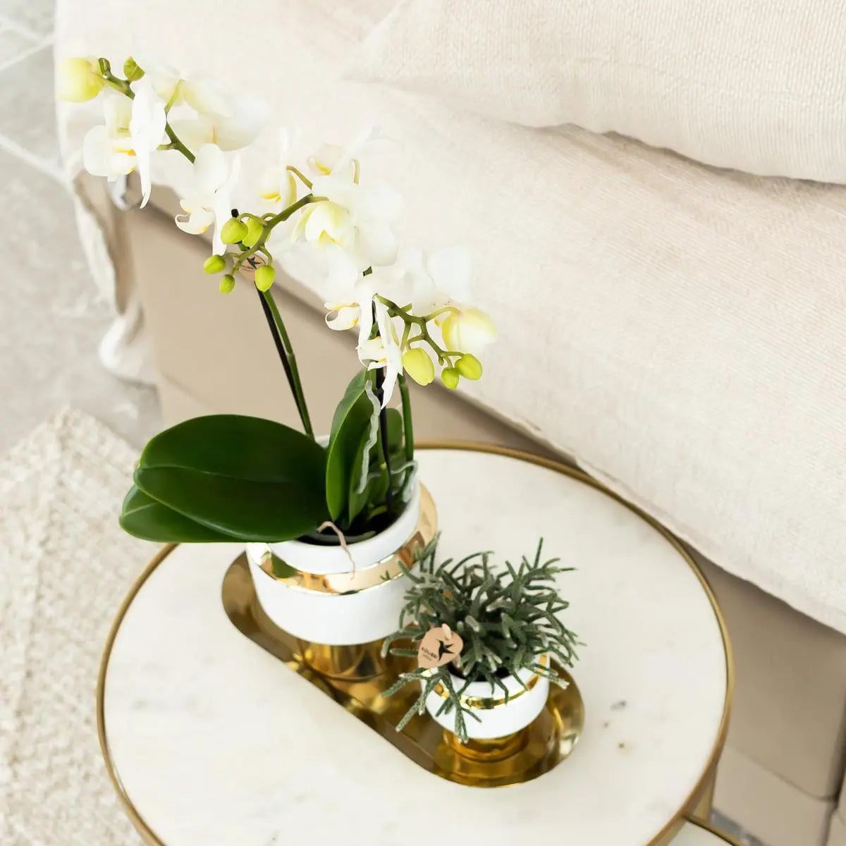 Kolibri Orchids | Witte Phalaenopsis orchidee – Amabilis + Le Chic sierpot goud – potmaat Ø9cm – 40cm hoog | bloeiende kamerplant in bloempot - vers van de kweker Everspring