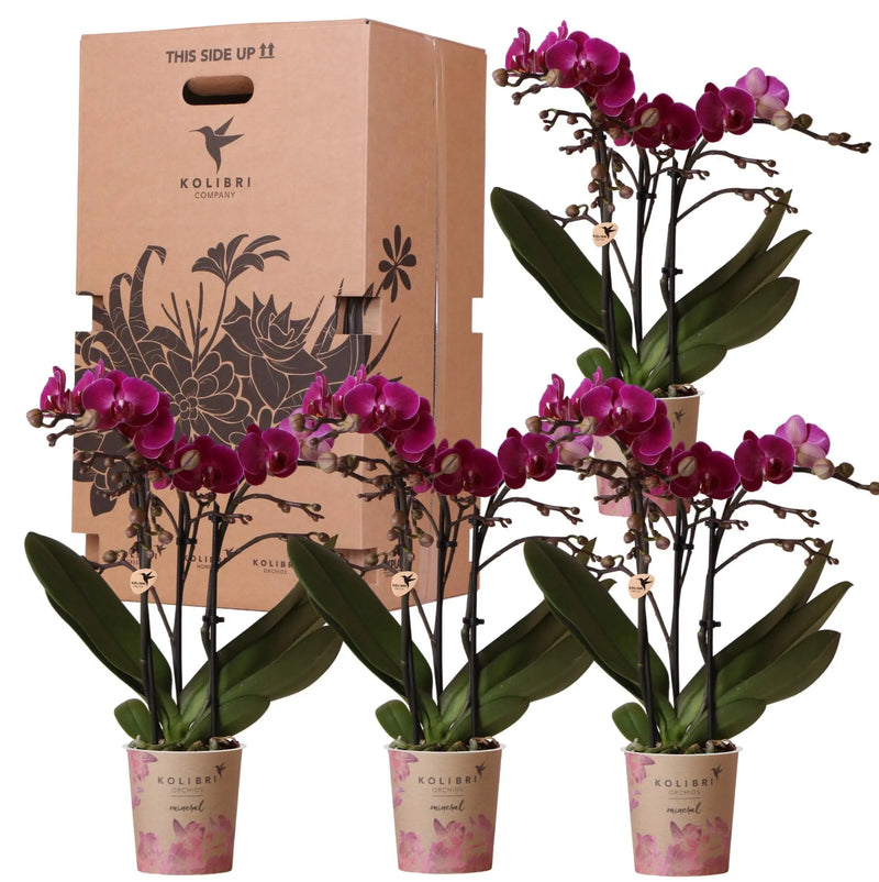 Kolibri Orchids - Surprise box eenkleurig - planten voordeel box - verrassingsbox met 4 verschillende orchideeën - vers van de kweker Everspring