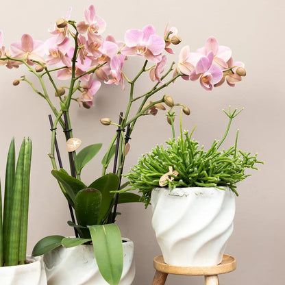 Kolibri Orchids | COMBI DEAL van 4 Roze phalaenopsis orchideeën - Andorra - potmaat Ø9cm | bloeiende kamerplant - vers van de kweker Everspring