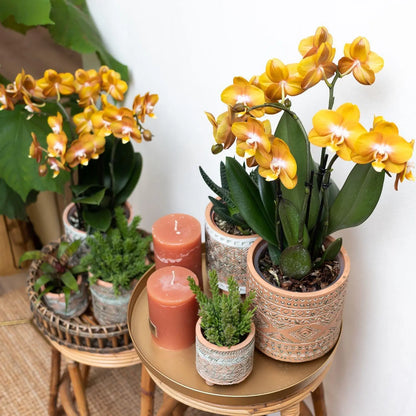 Kolibri Orchids | Oranje gouden Phalaenopsis orchidee - Jewel Las Vegas - potmaat Ø12cm | bloeiende kamerplant - vers van de kweker Everspring