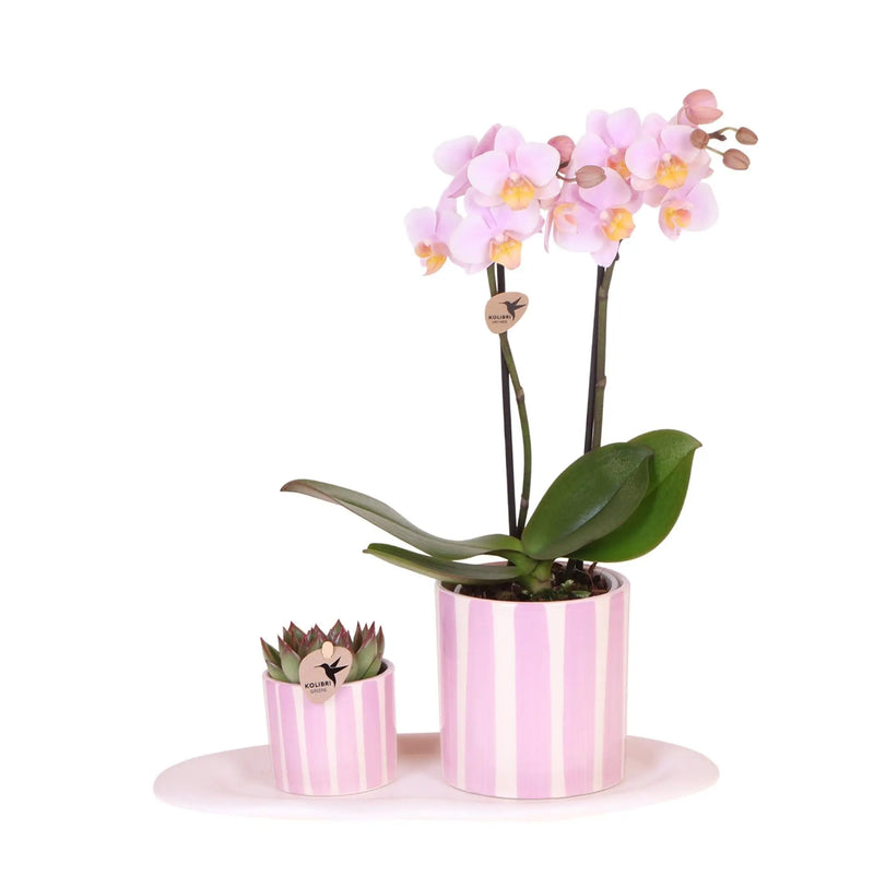 Kolibri Orchids | Gift set Mediterranean Sunset small | Groene plant met roze Phalaenopsis orchidee Andorra  in Painted Stripe sierpotten op wit organisch dienblad Everspring