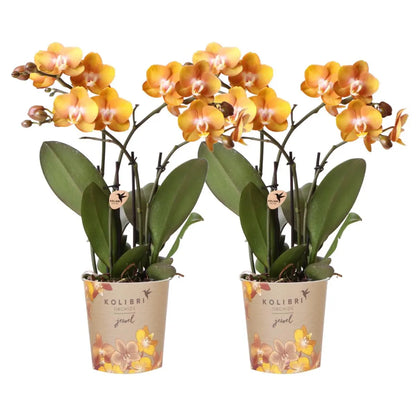 Kolibri Orchids I COMBI DEAL van 2 Phalaenopsis orchideeën - Las Vegas - potmaat Ø12cm | bloeiende kamerplant - vers van de kweker Everspring