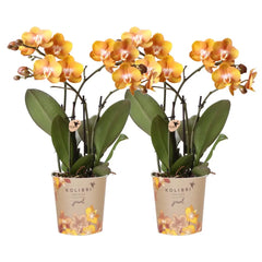 Kolibri Orchids I COMBI DEAL van 2 Phalaenopsis orchideeën - Las Vegas - potmaat Ø12cm | bloeiende kamerplant - vers van de kweker Everspring