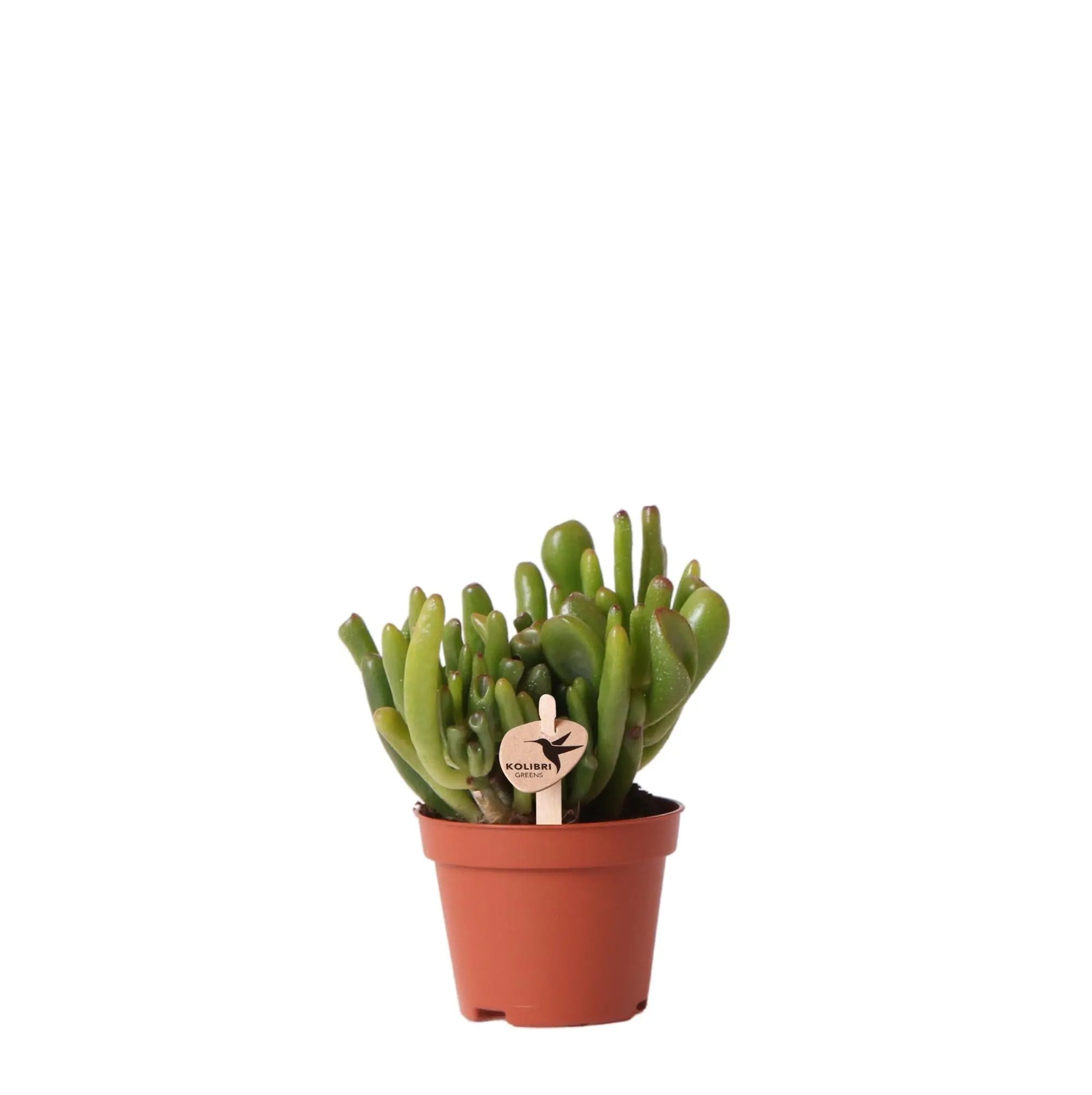 Kolibri Greens | Groene plant - Succulent Crassula Hobbit - potmaat Ø6cm - groene kamerplant - vers van de kweker Everspring