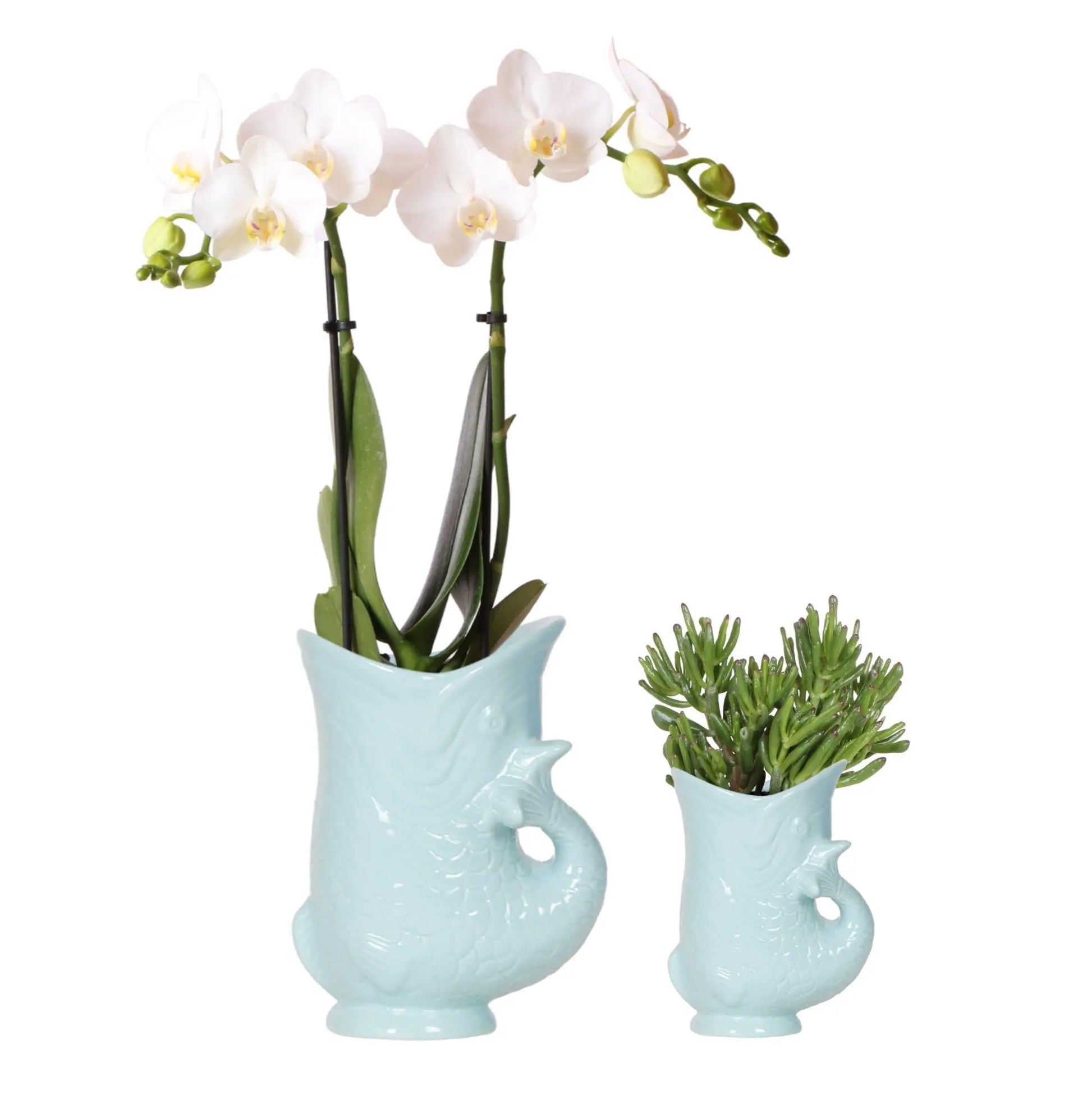 Kolibri Orchids | Planten set Fish Turquoise | Set met witte Phalaenopsis orchidee Amabilis Ø9cm en groene plant Succulent Crassula Hobbit Ø6cm | incl. turquoise keramieken sierpotten Everspring