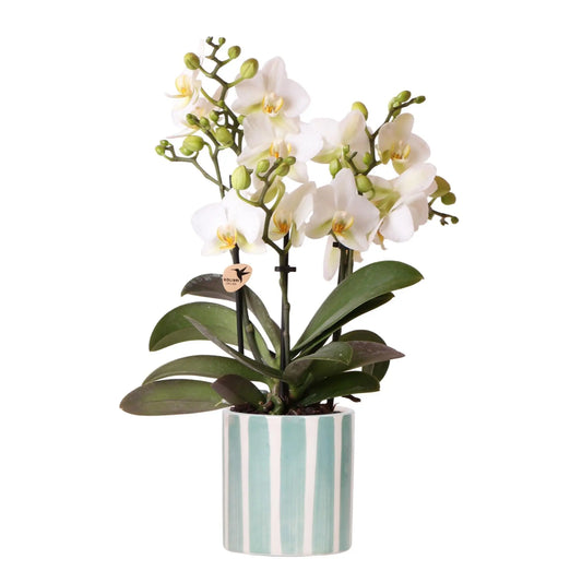 Kolibri Orchids | witte phalaenopsis orchidee Lausanne + Painted Stripe sierpot turquoise - potmaat Ø9cm | bloeiende kamerplant - vers van de kweker Everspring