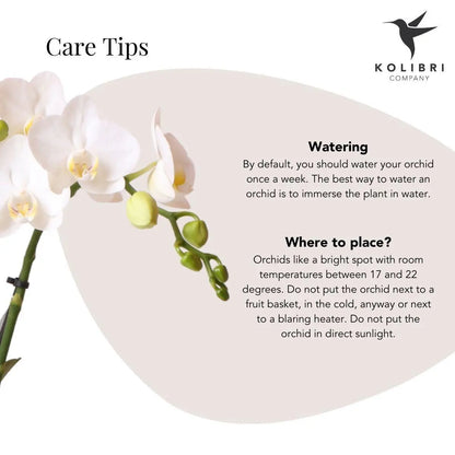 Kolibri Orchids | Witte Phalaenopsis orchidee – Amabilis + Le Chic sierpot zilver – potmaat Ø9cm – 40cm hoog | bloeiende kamerplant in bloempot - vers van de kweker Everspring