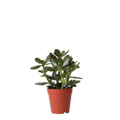 Kolibri Greens | Groene plant - Succulent Crassula Ovata -  groene kamerplant - vers van de kweker - Ø9cm Everspring